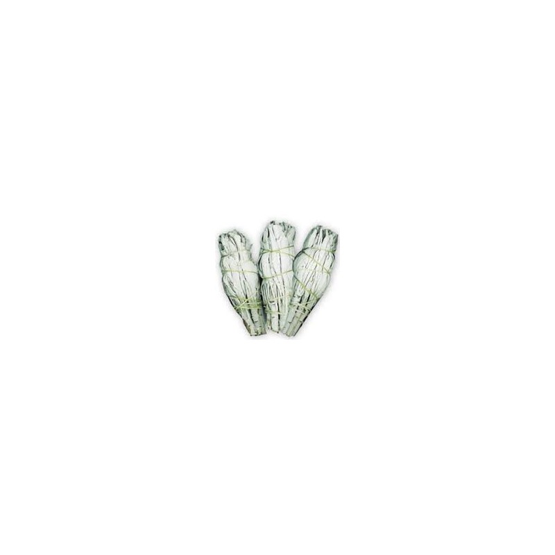 SAUGE BLANCHE DE CALIFORNIE QUALITE EXTRA PETIT FAGOT 10 CM SAUGE BLANCHE DE CALIFORNIE QUALITE EXTRA PETIT FAGOT 10 CM