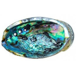 Coquille d'Ormeau - Haliotis  - USA Abalone shell petit modèle 7.5 a 10 cm AMERINDIEN