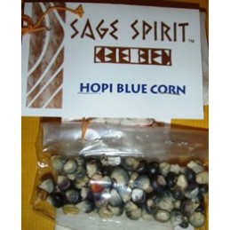 Grain de maïs bleu Hopi...